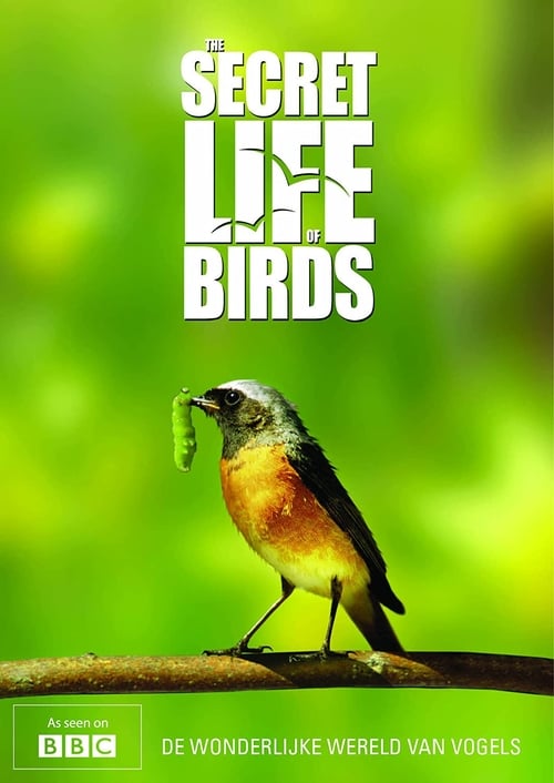 Secret Life of Birds (lolo's Secret Life of Birds)